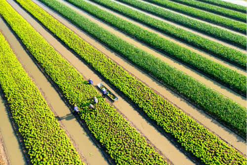 HumanRights-Farming-GettyImages-1467298927-Webinar